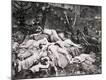Photographic Print