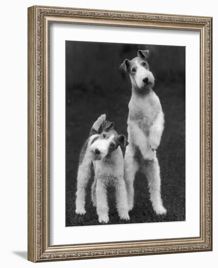 Belsize Mavis and Stella of Solent Two Wire Fox Terriers-Thomas Fall-Framed Photographic Print