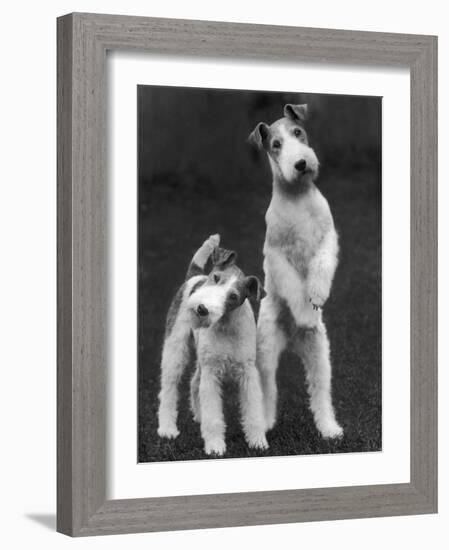 Belsize Mavis and Stella of Solent Two Wire Fox Terriers-Thomas Fall-Framed Photographic Print