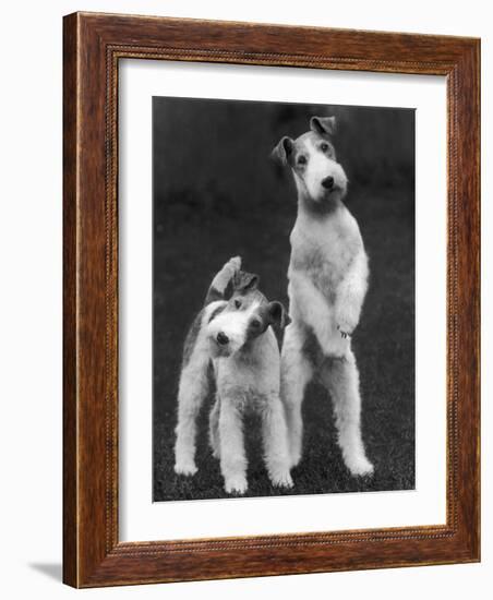 Belsize Mavis and Stella of Solent Two Wire Fox Terriers-Thomas Fall-Framed Photographic Print