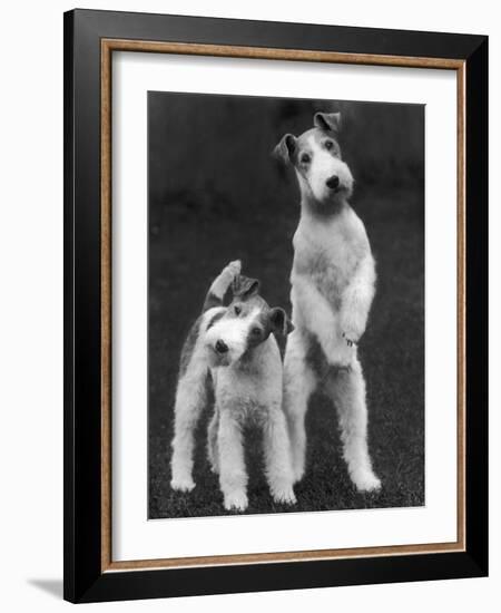 Belsize Mavis and Stella of Solent Two Wire Fox Terriers-Thomas Fall-Framed Photographic Print