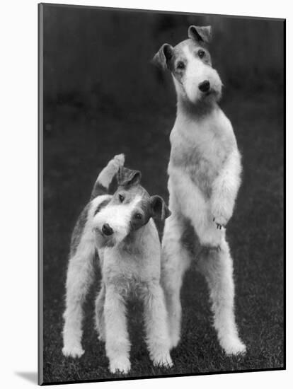Belsize Mavis and Stella of Solent Two Wire Fox Terriers-Thomas Fall-Mounted Photographic Print