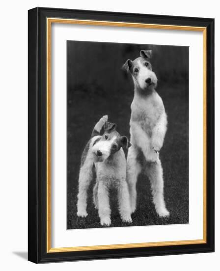 Belsize Mavis and Stella of Solent Two Wire Fox Terriers-Thomas Fall-Framed Photographic Print