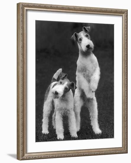 Belsize Mavis and Stella of Solent Two Wire Fox Terriers-Thomas Fall-Framed Photographic Print