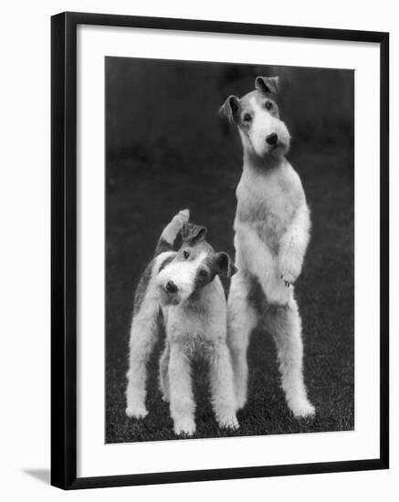 Belsize Mavis and Stella of Solent Two Wire Fox Terriers-Thomas Fall-Framed Photographic Print