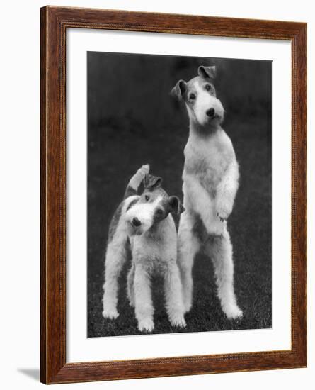 Belsize Mavis and Stella of Solent Two Wire Fox Terriers-Thomas Fall-Framed Photographic Print