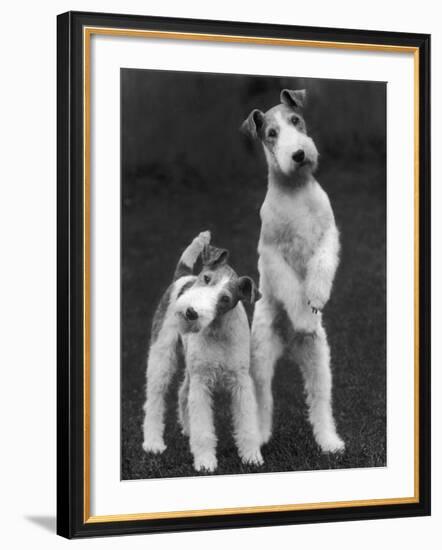 Belsize Mavis and Stella of Solent Two Wire Fox Terriers-Thomas Fall-Framed Photographic Print