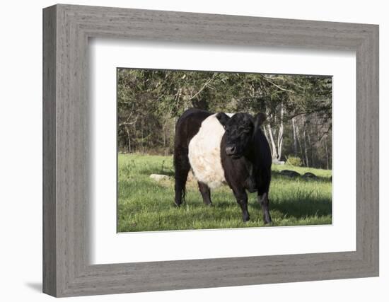 Belted Galloway Cow-Lynn M^ Stone-Framed Photographic Print