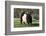 Belted Galloway Cow-Lynn M^ Stone-Framed Photographic Print