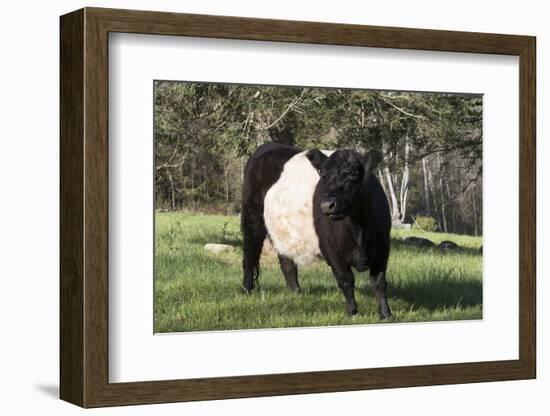 Belted Galloway Cow-Lynn M^ Stone-Framed Photographic Print