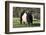 Belted Galloway Cow-Lynn M^ Stone-Framed Photographic Print