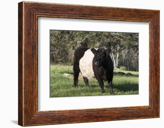 Belted Galloway Cow-Lynn M^ Stone-Framed Photographic Print