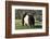 Belted Galloway Cow-Lynn M^ Stone-Framed Photographic Print