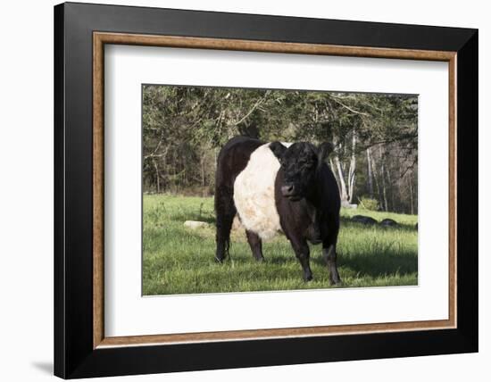 Belted Galloway Cow-Lynn M^ Stone-Framed Photographic Print