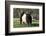 Belted Galloway Cow-Lynn M^ Stone-Framed Photographic Print