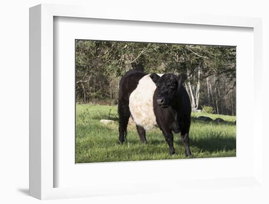 Belted Galloway Cow-Lynn M^ Stone-Framed Photographic Print