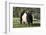 Belted Galloway Cow-Lynn M^ Stone-Framed Photographic Print