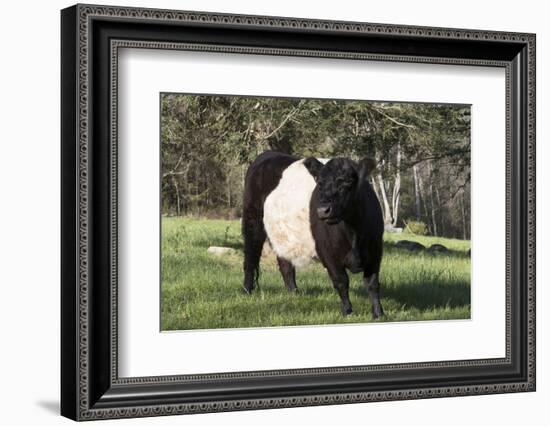 Belted Galloway Cow-Lynn M^ Stone-Framed Photographic Print