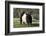 Belted Galloway Cow-Lynn M^ Stone-Framed Photographic Print