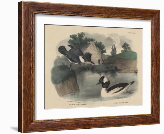 Belted King Fisher and Buffel Headed Duck-Mannevillette Elihu Dearing Brown-Framed Giclee Print