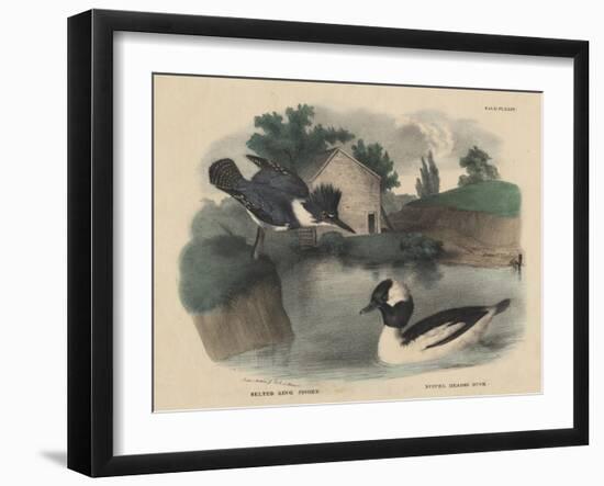 Belted King Fisher and Buffel Headed Duck-Mannevillette Elihu Dearing Brown-Framed Giclee Print