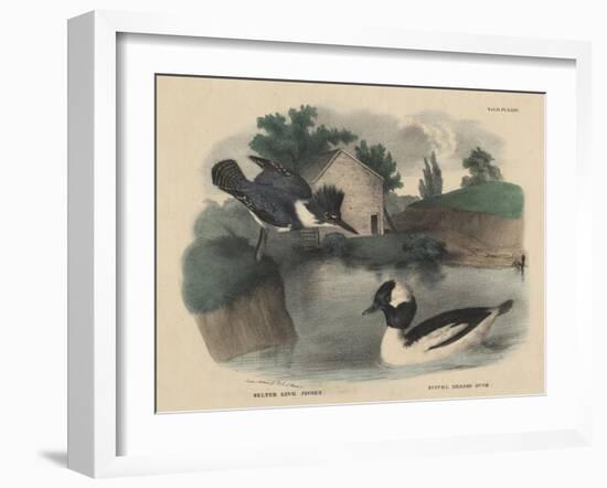 Belted King Fisher and Buffel Headed Duck-Mannevillette Elihu Dearing Brown-Framed Giclee Print