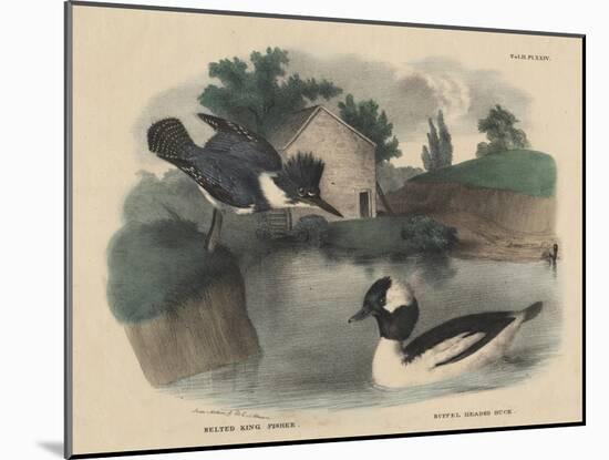 Belted King Fisher and Buffel Headed Duck-Mannevillette Elihu Dearing Brown-Mounted Giclee Print