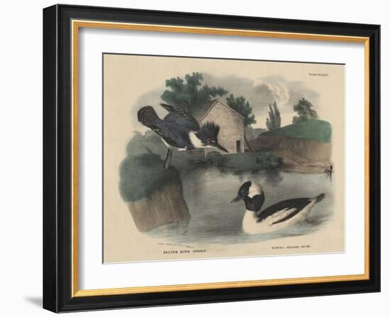 Belted King Fisher and Buffel Headed Duck-Mannevillette Elihu Dearing Brown-Framed Giclee Print