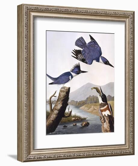 Belted Kingfishe-John James Audubon-Framed Photographic Print