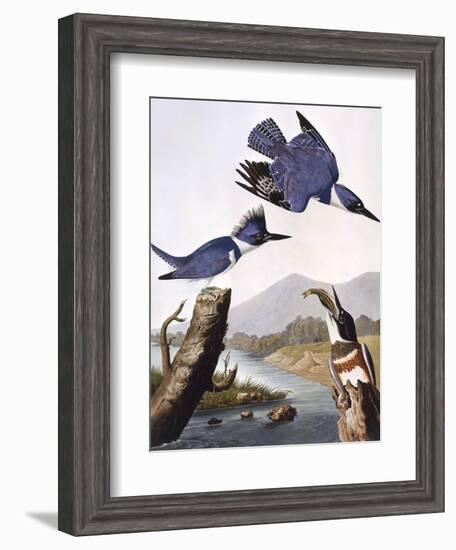 Belted Kingfishe-John James Audubon-Framed Photographic Print