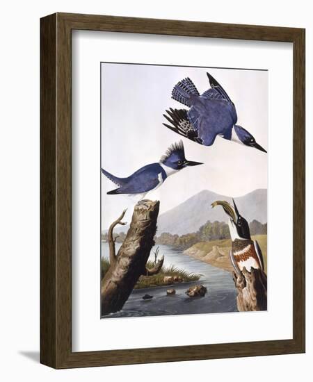 Belted Kingfishe-John James Audubon-Framed Photographic Print