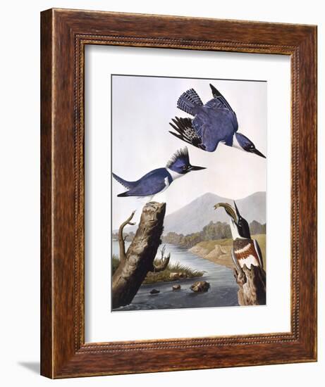 Belted Kingfishe-John James Audubon-Framed Photographic Print