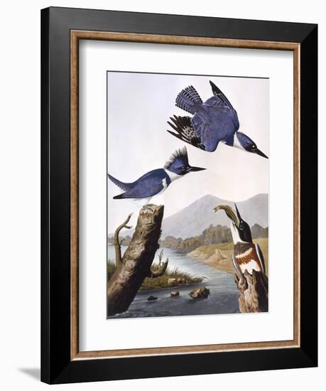 Belted Kingfishe-John James Audubon-Framed Photographic Print