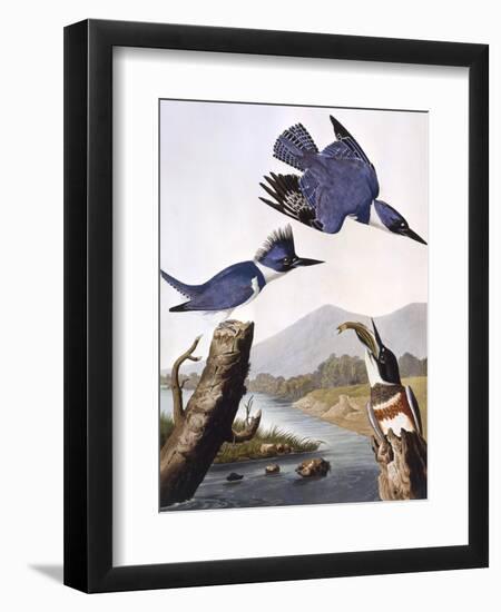 Belted Kingfishe-John James Audubon-Framed Photographic Print