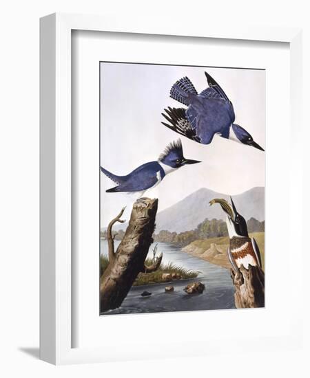 Belted Kingfishe-John James Audubon-Framed Photographic Print