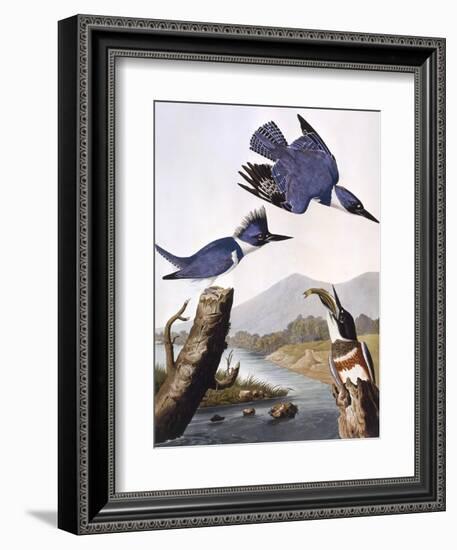 Belted Kingfishe-John James Audubon-Framed Photographic Print