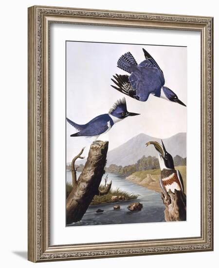 Belted Kingfishe-John James Audubon-Framed Photographic Print