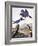 Belted Kingfishe-John James Audubon-Framed Photographic Print