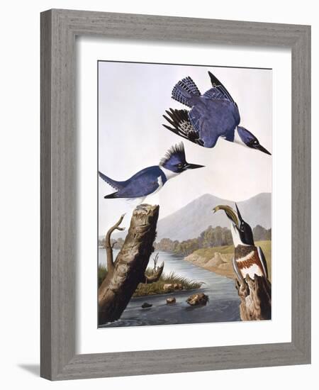 Belted Kingfishe-John James Audubon-Framed Photographic Print