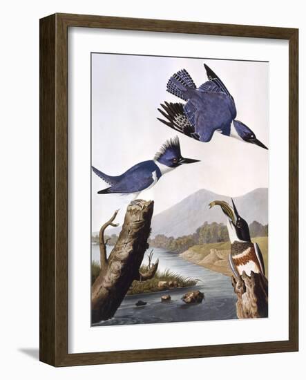 Belted Kingfishe-John James Audubon-Framed Photographic Print