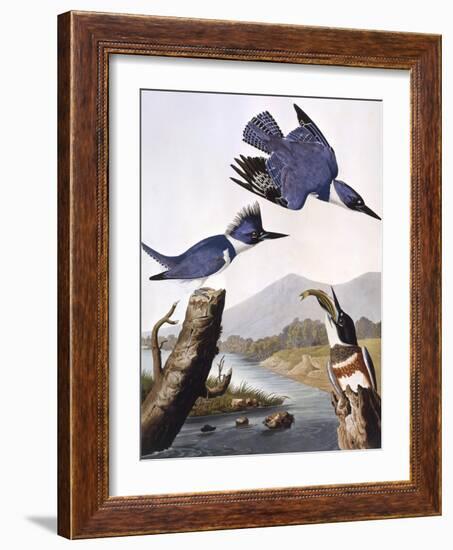 Belted Kingfishe-John James Audubon-Framed Photographic Print