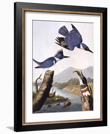 Belted Kingfishe-John James Audubon-Framed Photographic Print