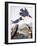 Belted Kingfishe-John James Audubon-Framed Photographic Print