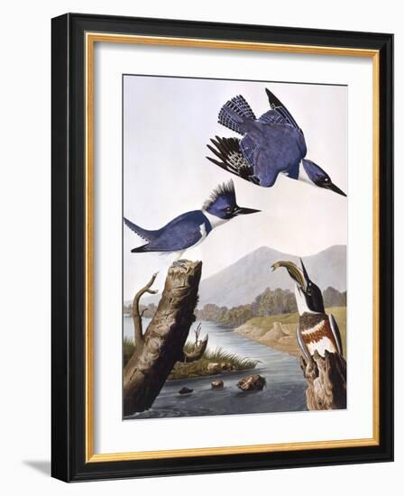 Belted Kingfishe-John James Audubon-Framed Photographic Print