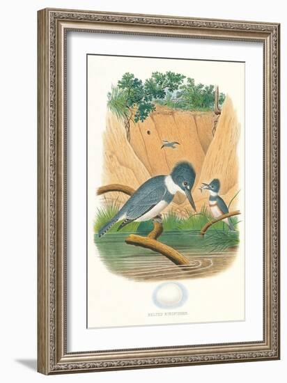 Belted Kingfisher and Egg-null-Framed Art Print