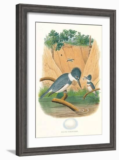 Belted Kingfisher and Egg-null-Framed Art Print
