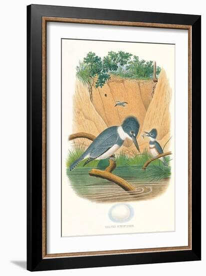 Belted Kingfisher and Egg-null-Framed Art Print