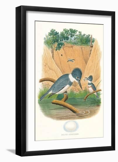 Belted Kingfisher and Egg-null-Framed Art Print