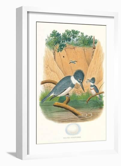 Belted Kingfisher and Egg-null-Framed Art Print