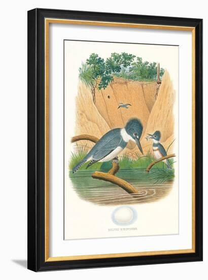 Belted Kingfisher and Egg-null-Framed Art Print